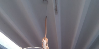 Vandali alla scuola materna. Il Comune di Cotignola cerca immagini per risalire ai responsabili