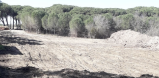 Ancisi (LpRa): “mi scuso con la Coop. Capannisti” ma chi ha raso al suolo l’area pinetata a Marina Romea di proprietà del Comune?