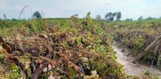 Ricostruzione post alluvioni e indennizzi, Coldiretti Ravenna promuove incontro aperto a tutte le aziende agricole