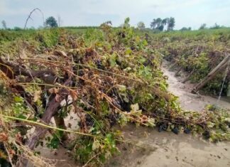 Ricostruzione post alluvioni e indennizzi, Coldiretti Ravenna promuove incontro aperto a tutte le aziende agricole