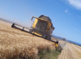 Clima: trebbiatura grano al ribasso ma ottima qualità