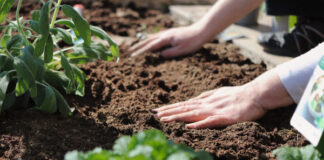 “Autunno, la stagione delle semine”: un corso pratico a Casola Valsenio