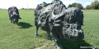 Due bufale “sparite” da Sant’Apollinare in Classe: sono di proprietà dell’autore