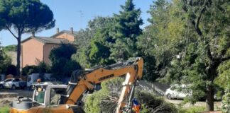 Grandi (Viva Ravenna): “All’asilo Pavirani si sacrificano gli alberi per nuovi posti auto”