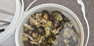 Sorpresi a pescare nel porto: sequestrati 30 chilogrammi di granchi blu e ostriche