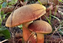 Lugo: sei lezioni per scoprire il mondo dei funghi