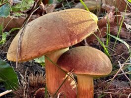 Lugo: sei lezioni per scoprire il mondo dei funghi