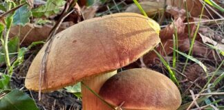 Lugo: sei lezioni per scoprire il mondo dei funghi