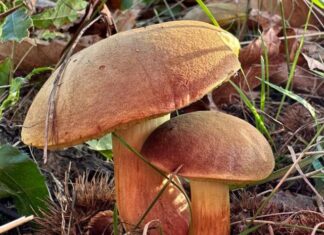 Dal 30 novembre chiusura di tutti gli sportelli micologici dell’Ausl Romagna