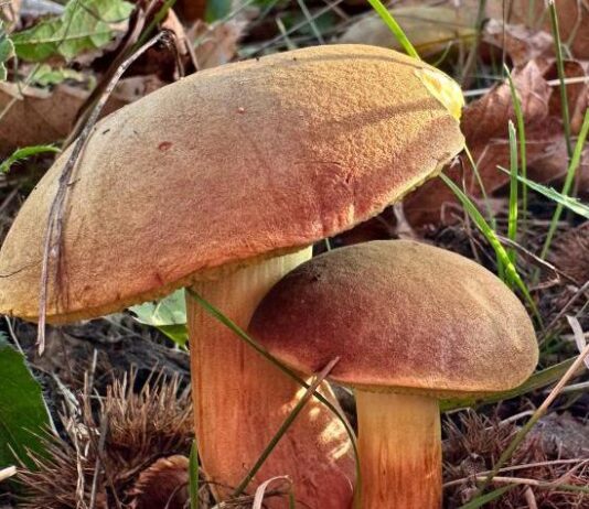 Lugo: sei lezioni per scoprire il mondo dei funghi