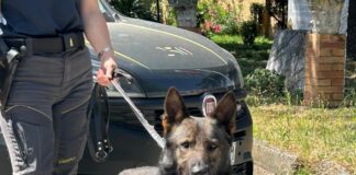 Intensificati i controlli ai Giardini “Speyer”, il cane “Bekam” ha trovato stupefacenti nei cespugli