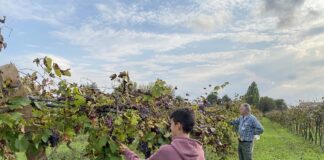 Bagnacavallo: al Podere Pantaleone “Sylvatica” e “Il vino dal bosco alla cantina”