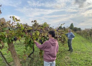 Bagnacavallo: al Podere Pantaleone “Sylvatica” e “Il vino dal bosco alla cantina”