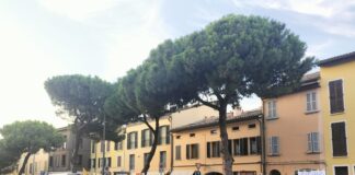 Attivista contrario agli abbattimenti dei pini indagato dalla Polizia Locale