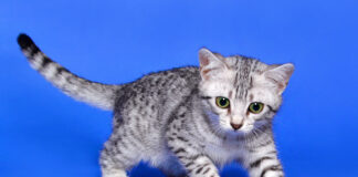 Al Pala de Andrè arriva la Mostra Felina