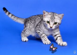 Al Pala de Andrè arriva la Mostra Felina