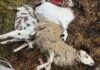 Brisighella: branco di lupi fa strage di pecore e capre