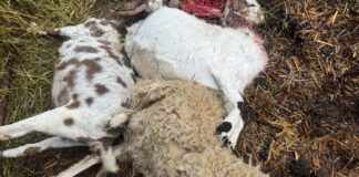 Brisighella: branco di lupi fa strage di pecore e capre