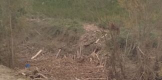 Ferrero (FdI): “Il Lamone a Traversara è pieno di legna ed ha argini indeboliti”