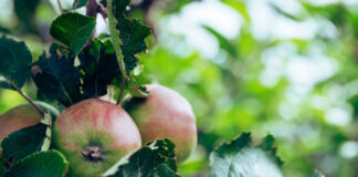 Frutti dimenticati e sapori autunnali: alla scoperta del Giardino delle Erbe di Casola