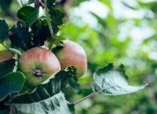 Frutti dimenticati e sapori autunnali: alla scoperta del Giardino delle Erbe di Casola