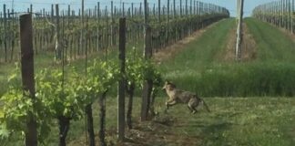 Territorio più fragile senza allevatori “dopo aver salvato lupi, ora evitare chiusura attività e abbandono colline”