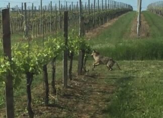 Territorio più fragile senza allevatori “dopo aver salvato lupi, ora evitare chiusura attività e abbandono colline”