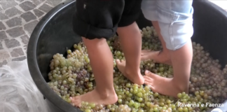 “Dal chicco d’uva alla bottiglia”: pigiatura, merenda e degustazioni al Mercato di Campagna Amica Ravenna