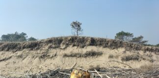 “Pulizie spiaggia d’inverno”: doppio appuntamento a Lido di Classe e Lido di Dante
