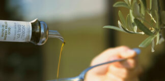 Torna a Brisighella la Sagra dell’Ulivo e dell’Olio