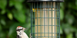 All’A.R.E. della Villa Romana di Russi per costruire mangiatoie invernali per gli uccelli