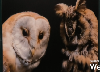 “Who is it ?”: le foto di Federica Zani per valorizzare il Museo Malmerendi