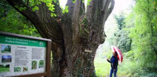 Bassa Romagna: due iniziative per la Giornata nazionale degli alberi