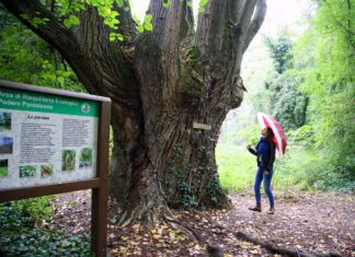 Bassa Romagna: due iniziative per la Giornata nazionale degli alberi