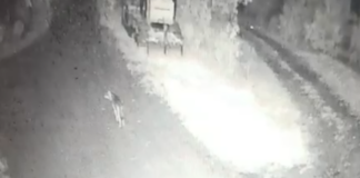 Coldiretti denuncia un altro attacco ad un allevamento: uccisa una vitella