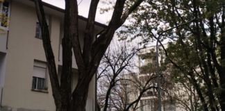 Albero pericoloso in via Celli: martedì l’abbattimento