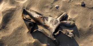 “Ossi di seppia”: una mostra fotografica dedicata al tema dell’inquinamento del mare