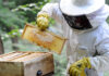 Bagnacavallo: torna il corso per Apicoltori di ARA