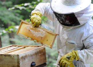 Bagnacavallo: torna il corso per Apicoltori di ARA