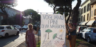 Comitato “Salviamo i pini”: “Non esiste progetto di ripiantumazione, si ascoltino i cittadini “