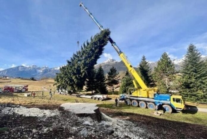 ABETE_ROSSO___ANDALO