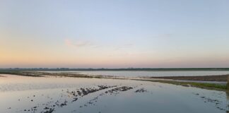 Piogge record e campi sommersi: ancora un’emergenza per le CAB della provincia di Ravenna