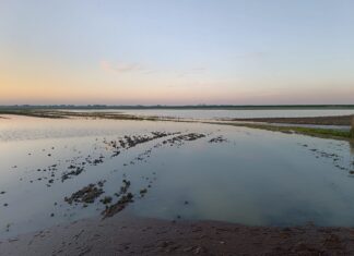 Piogge record e campi sommersi: ancora un’emergenza per le CAB della provincia di Ravenna