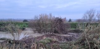 “Ancora tappi di legname nel Lamone a Traversara” La denuncia del Comitato Progetto Futuro Sicuro