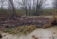 Vitali (PdF): “Fiume Montone tra detriti e incuria, lo stato è allarmante”