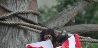 Il Safari Ravenna festeggia il primo anno di vita di Tom, cucciolo di scimpanzé