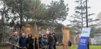 Lugo: messi a dimora undici nuovi alberi in viale Dante