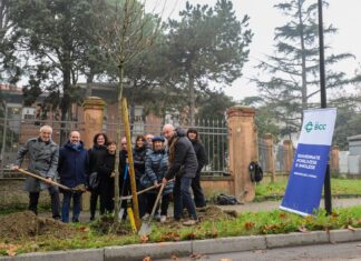 Lugo: messi a dimora undici nuovi alberi in viale Dante