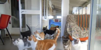 Ancisi (LpRa): Gattile comunale nel gelo, senza riscaldamento da quattro mesi. Risolvere l’emergenza subito