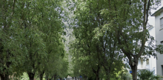 Lugo: manutenzione del verde urbano, piante instabili in viale Marconi